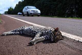 Jaguatirica adulta encontrada às margens da BR-060 (Foto: Henrique Kawaminami)