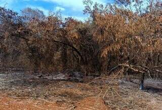 Danos a lagoas, peixes e lavoura causados por inc&ecirc;ndios s&atilde;o investigados em MS