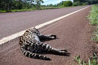 Jaguatirica morta na BR-060, sem sinalização sobre animais silvestres (Foto: Henrique Kawaminami)