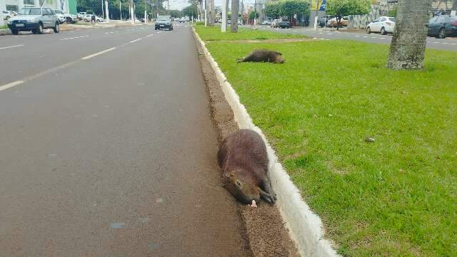 Grupo de capivaras &eacute; atropelado e 3 morrem na principal avenida de Dourados