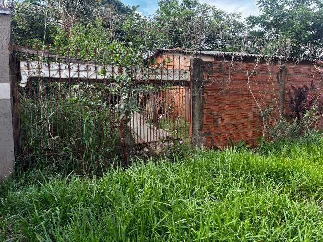 Ratos em terreno sujo s&atilde;o terror de moradora na Vila Santa Lu&iacute;za