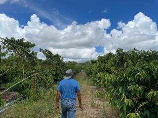 Pesquisador cita povo surui, em Rondônia, que tem o café como uma das principais culturas, com apoio da Funai (Foto: Funai/ Lucas Vieira)