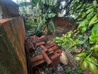 Ratos em terreno sujo s&atilde;o terror de moradora na Vila Santa Lu&iacute;za