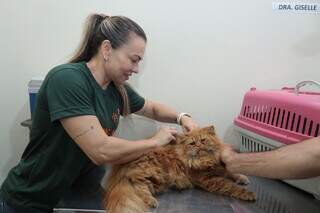 Veterinária faz atendimento de gato (Foto: Diogo Gonçalves/Prefeitura de Campo Grande)