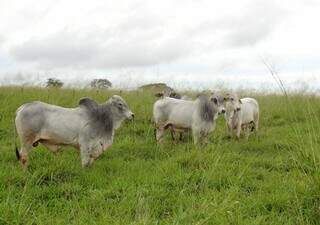 Termina&ccedil;&atilde;o intensiva a pasto aumenta a produ&ccedil;&atilde;o da pecu&aacute;ria nas &aacute;guas