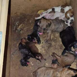 Cães abandonados em fazenda na região do Pantanal (Foto: PMA)