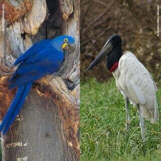 Arara-azul à esquerda e tuiuiú à direita: aves poderão ser reconhecidas por lei (Foto: Instituto Arara-Azul e Alex Machado)