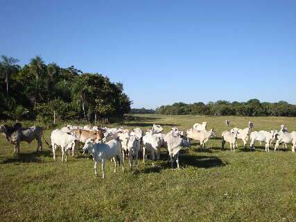 Pantanal responde por 19% dos bezerros produzidos em MS