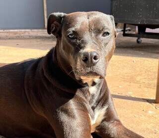 É necessário redobrar cuidados e adaptar a casa para o conforto dos cães idosos (Foto: Idaicy Solano)