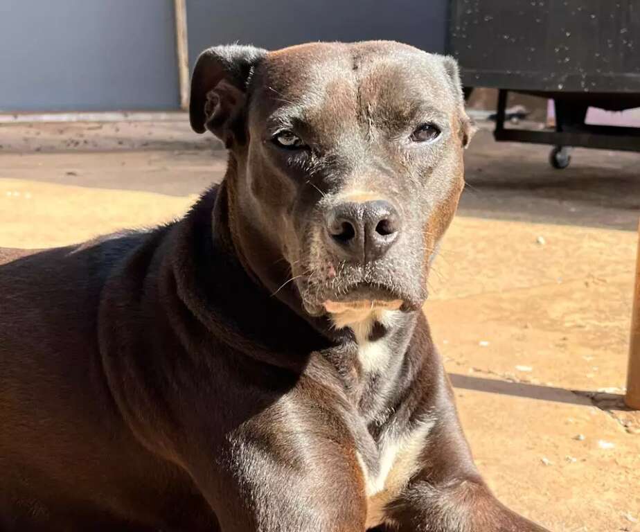 De check-up a ambientes adaptados, cães idosos exigem cuidados 