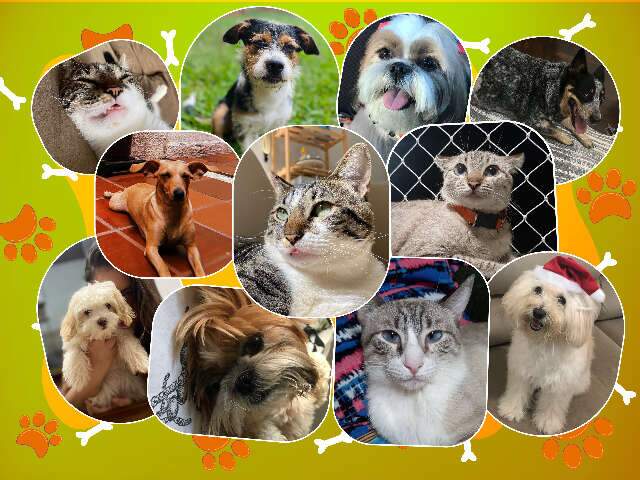 MiAuNews: a nova editoria do Campo Grande News para quem ama os pets