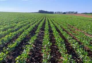 Lavoura de soja cultivada em região agrícola de Mato Grosso do Sul. (Foto: Aprosoja-MS)