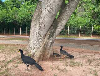 Família de mutum-de-penacho passeia pelo Parque dos Poderes. (Foto: Direto das Ruas)