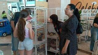 Pessoas interessadas olhando gatos disponíveis para adoção, no Shopping Bosque dos Ipês (Foto: Izabela Cavalcanti)