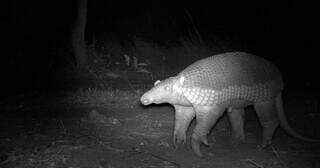 Tatu-canastra flagrado pelas câmeras da pesquisa (Foto: Reprodução da pesquisa)