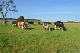 Rebanho leiteiro de animais da raça gir e girolando criados a pasto em propriedade rural. (Foto: Arquivo/Embrapa)