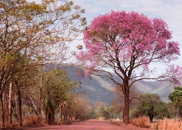 Pantanal recebe financiamento internacional para ter seu invent&aacute;rio florestal