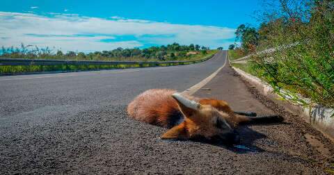 Rodovias no Cerrado de MS espantam mamíferos de seus habitats