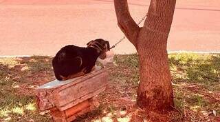 Cachorro acorrentado à árvore com focinheira improvisada (Foto: Arquivo/Direto das Ruas)