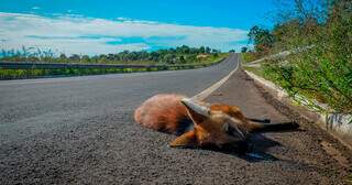 Lobo-guará é atropelado em uma das rodovias do estudo (Foto: Reprodução da pesquisa)