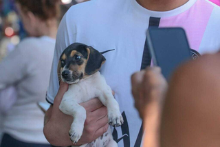 Filhote de cão sem raça definida no colo de tutor. (Foto: Arquivo/Marcos Maluf)