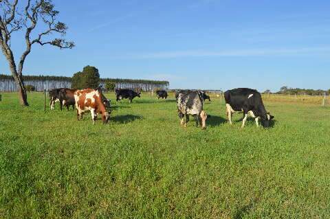 Sinais da vaca ajudam e melhorar o manejo dos bovinos leiteiros 