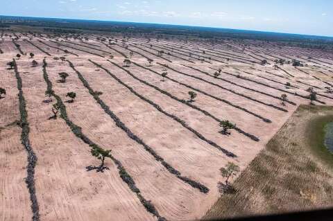 Pantanal registra queda de 77,2% no desmate de vegetação nativa