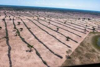 Área desmatada no Pantanal de Mato Grosso do Sul; esse ano o bioma teve uma queda no desmatamento (Foto: Gustavo Figueiroa/SOS Pantanal)