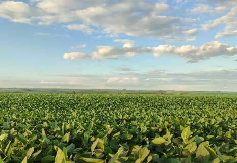 MS conclui o plantio da soja com 4,501 milhões de hectares