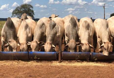 Faturamento da agropecuária de MS deve fechar 2024 com R$ 70,02 bilhões