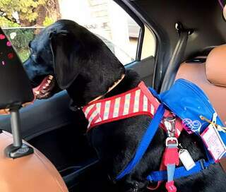 Toda semana cães ficam ansiosos para chegar à escola (Foto: Arquivo pessoal)