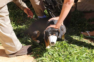 Cachorro recebendo vacina antirrábica aplicada pelo CCZ. (Foto: Arquivo/Campo Grande News)