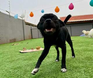 Sheldon José é mestre em simpatia na escolinha canina (Foto: Arquivo pessoal)