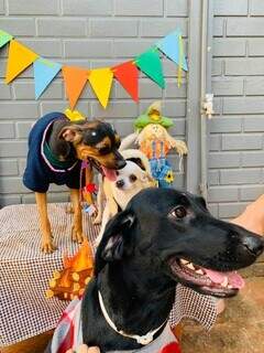 Irmãos Kyra, Nina e Baby durante comemoração na ecolinha canina (Foto: Arquivo pessoal)