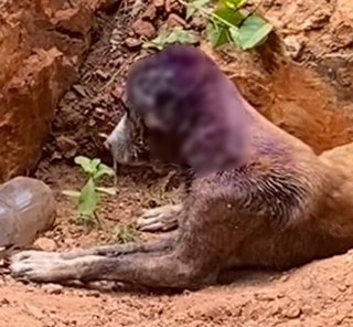 Um dos cachorros resgatados estava com feridas próximo a orelha (Foto: Divulgação) 