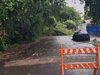 Árvore derrubada por tempestade bloqueia passagem em rua de Bonito (Foto: Divulgação)