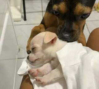 Baby chegando na casa de Suellen e recepcionado por uma da filhas mais velhas (Foto: Arquivo pessoal)