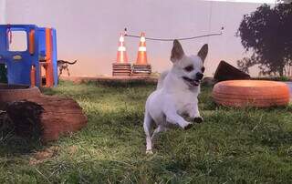 Baby na esciolinha canina, que o ajudou a manter a forma (Foto: Arquivo pessoal)