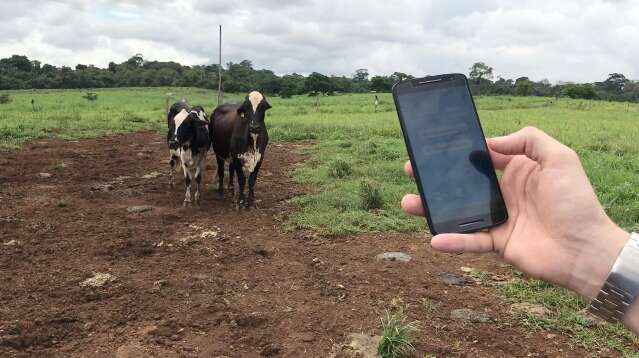 Depois de subir ao longo de 2024, leite ao produtor deve encerrar ano em queda