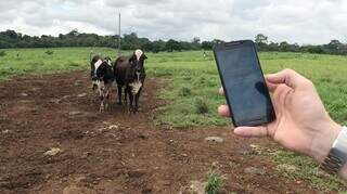 Pecuarista testa aplicativo Mais Leite, que realiza o diagnóstico produtivo da fazenda. (Foto: Arquivo/Embrapa)