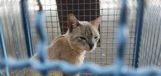 Gato dentro da gaiola antes do procedimento de castração, no CCZ. (Foto: PMCG)