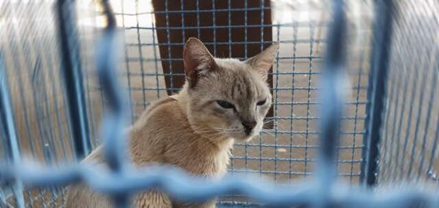 Mesmo no Natal, CCZ abre com oferta de vagas para castra&ccedil;&atilde;o de gatos 