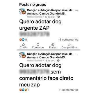 Mulher pede de forma urgente a adoção de um &#34;dog&#34;, termo em inglês para cachorro, em outubro deste ano (Foto: Redes sociais).