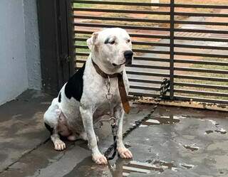 Cachorro, segundo a tutora, tem comportamento bem dócil. (Foto: Arquivo Pessoal)