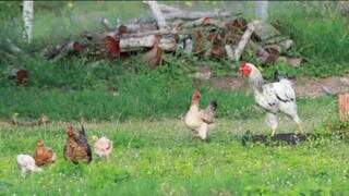 Galinhas e galo caminhando sobre gramado (Foto: Divulgação)