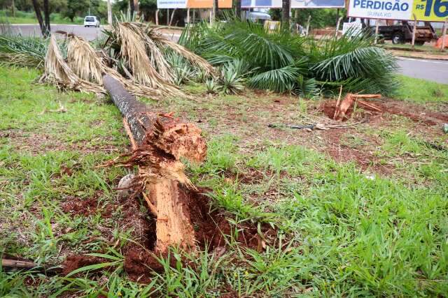 Carro de empresa invade rotat&oacute;ria, derruba coqueiros e motorista foge