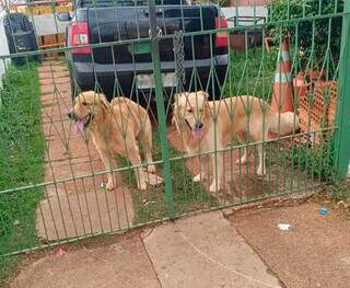 Os golden retrievers, Nick e Bill, aguardando dono em casa na Vila Planalto (Foto: Direto das Ruas)