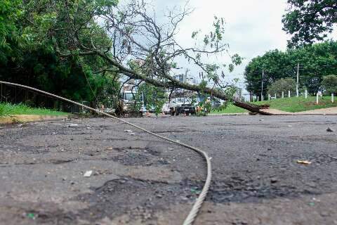 Durante temporal, árvore cai, bloqueia rua e deixa casas sem energia 