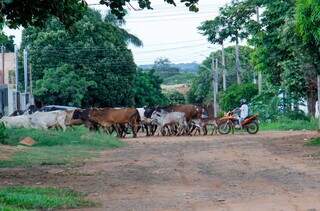 Homem tocando vacas no Jardim Los Angeles em Campo Grande (Foto: Juliano Almeida)