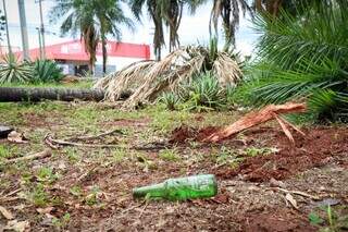 Coqueiro caído após acidente durante a madrugada. (Foto: Henrique Kawaminami)